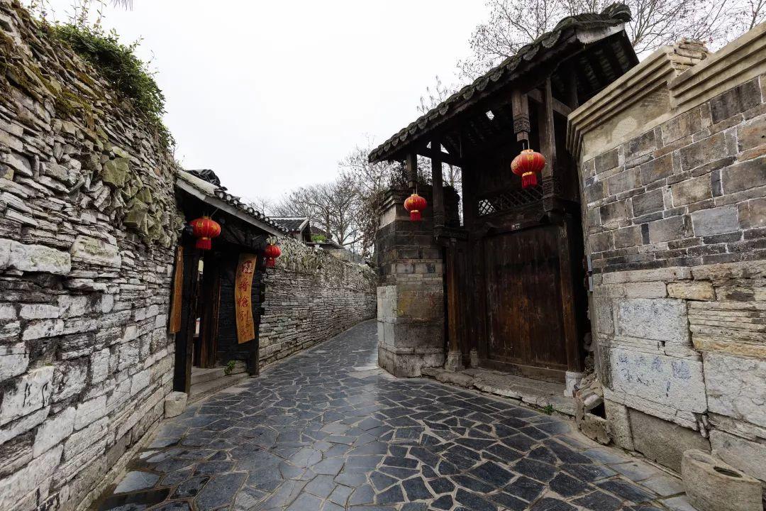 饥饿的松鼠救援